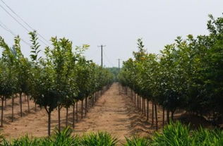 泰山雨林園藝簡(jiǎn)介,地址