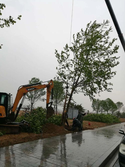 園林中心冒雨施工 加速推進(jìn)城區(qū)綠化工程