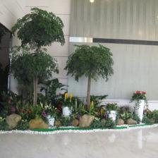 中山便宜的室內植物租賃,剪花剪草,風水綠植租賃,風水植物租賃,小區、工廠綠化養護,年花預定,年桔預定,園林規劃與設計,綠化工程施工,商場等室外綠化帶保養,便宜的鮮花預訂,鮮花出租
