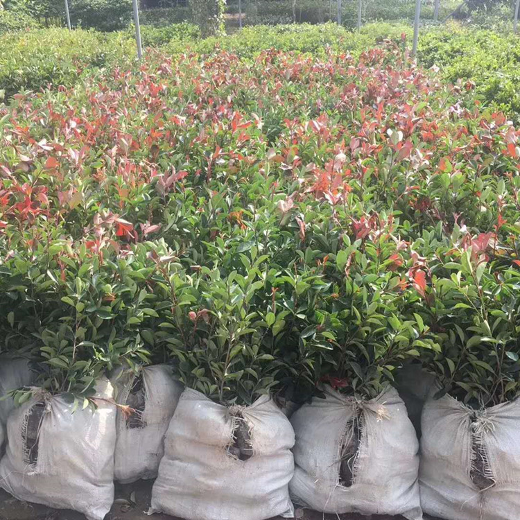 武漢?？祱@林 石楠樹苗 紅葉石楠樹苗木工地小區籬笆綠化100盆