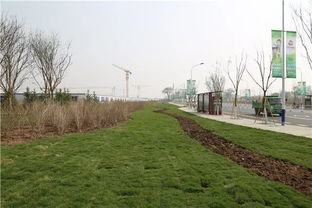 查漏補缺 ,讓環(huán)境景觀更綠色 更自然