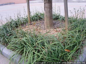 園林景觀與體育設(shè)施 從設(shè)計圖紙到植物圖鑒的全面資源導(dǎo)航