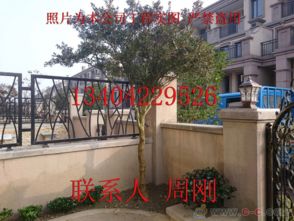 蘇州園林綠化 從設(shè)計、施工到養(yǎng)護(hù)的古典與現(xiàn)代融合之道